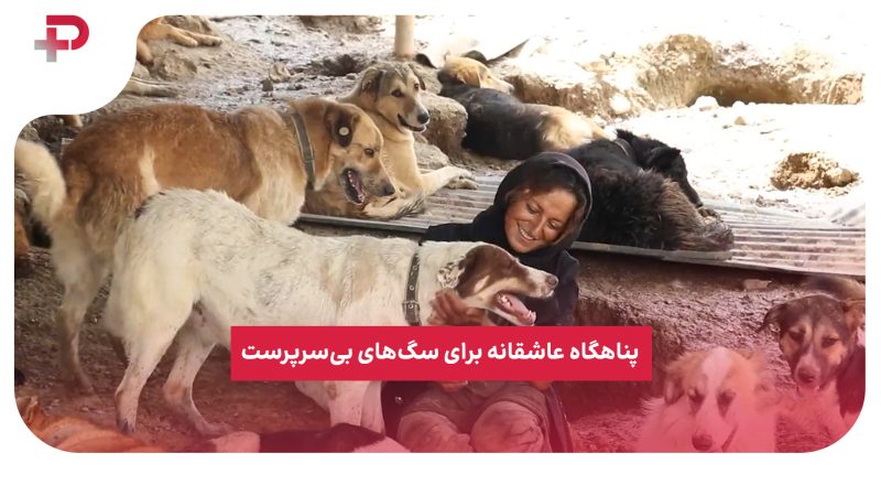 دهکده مهربانی چیتگر؛ پناهگاه عاشقانه برای سگ‌های بی‌سرپرست 