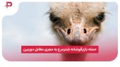 حمله بازیگوشانه شترمرغ به مجری مقابل دوربین! 